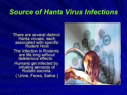 Bagaimana Virus Hanta Mempengaruhi Manusia kontak langsung dengan hewan atau